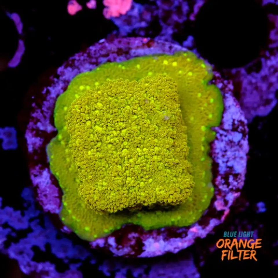 Montipora sp 1