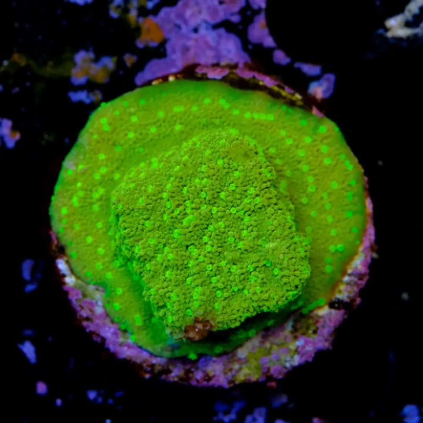 Montipora sp 2