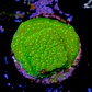 Montipora sp - Thumbnail 2