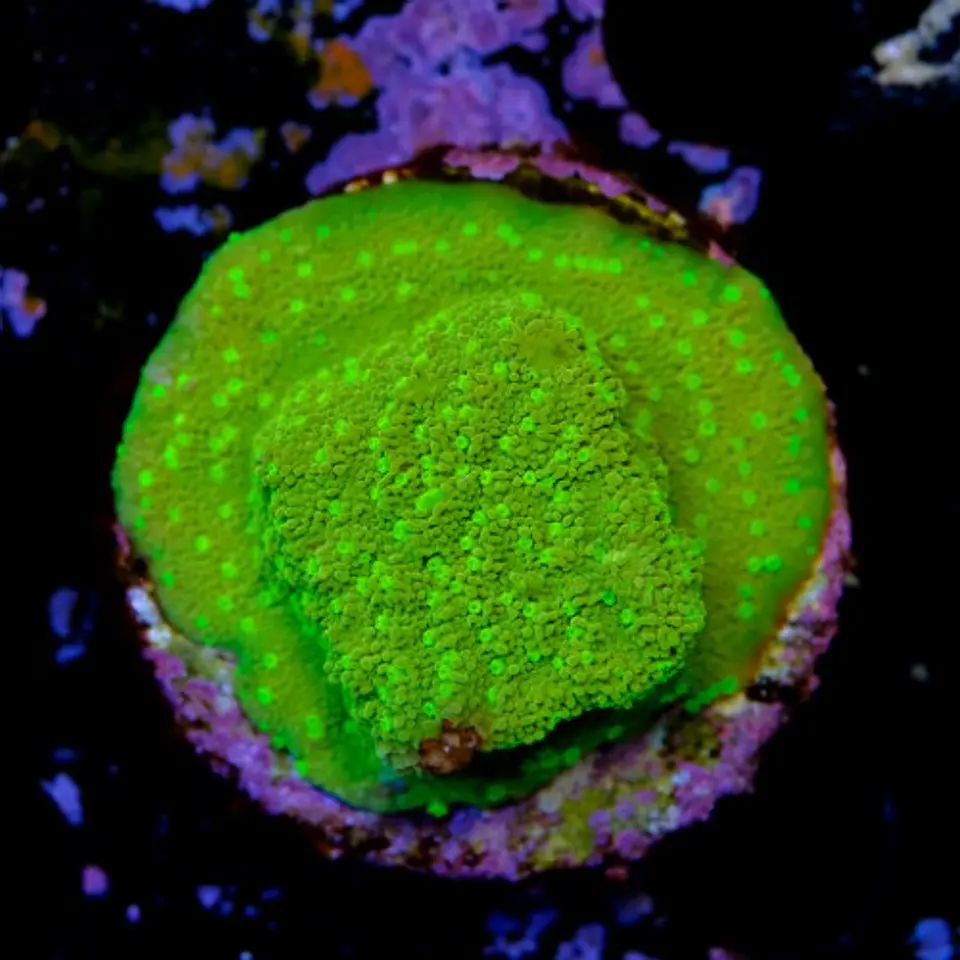 Montipora sp 2