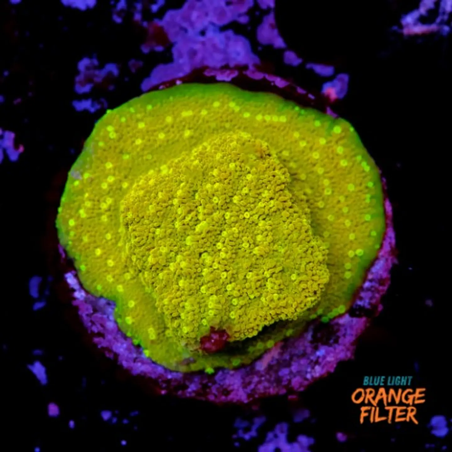 Montipora sp 1