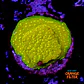 Montipora sp - Thumbnail 1