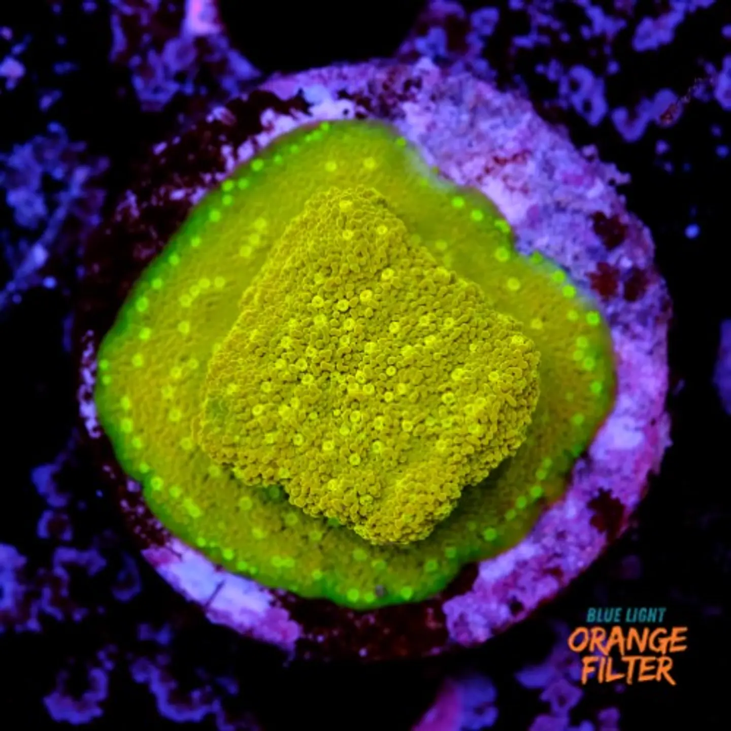 Montipora sp 1