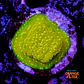 Montipora sp - Thumbnail 1