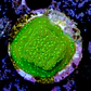 Montipora sp - Thumbnail 2