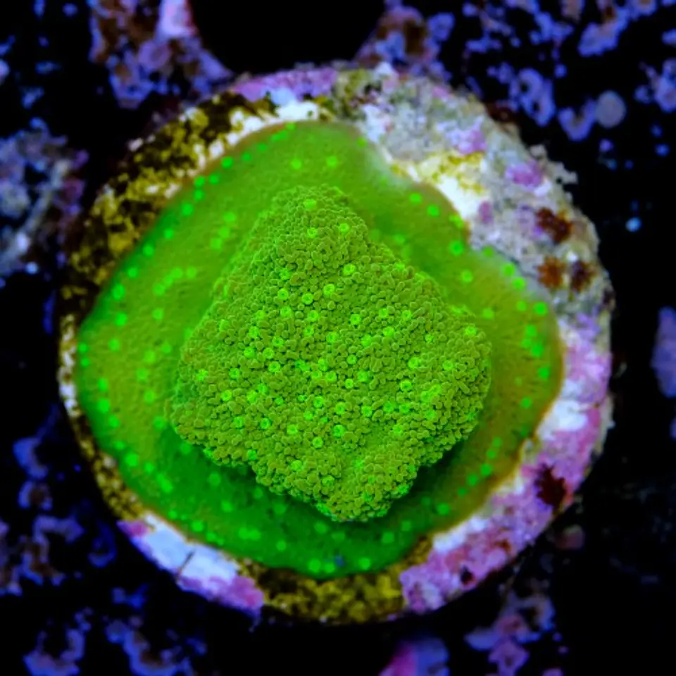 Montipora sp 2