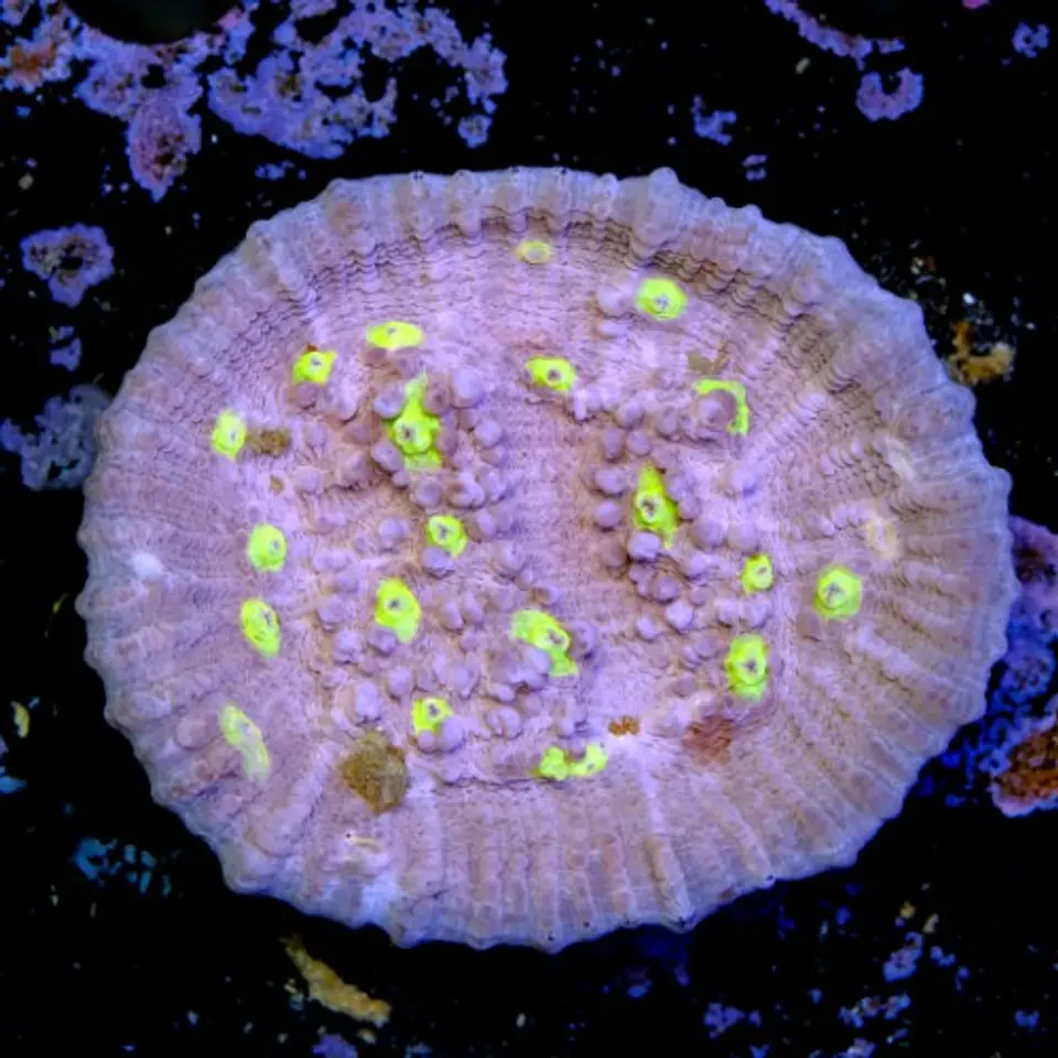 Chalice yellow eye 2