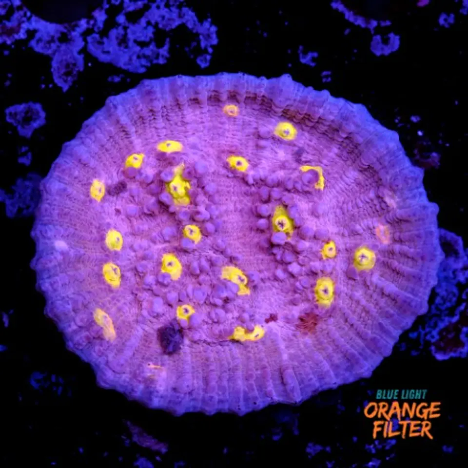 Chalice yellow eye 1