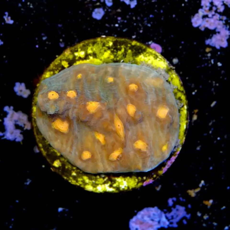 Chalice aussie orange eye 2
