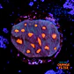 Chalice aussie orange eye - Thumbnail 1