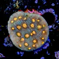 Chalice aussie orange eye - Thumbnail 2