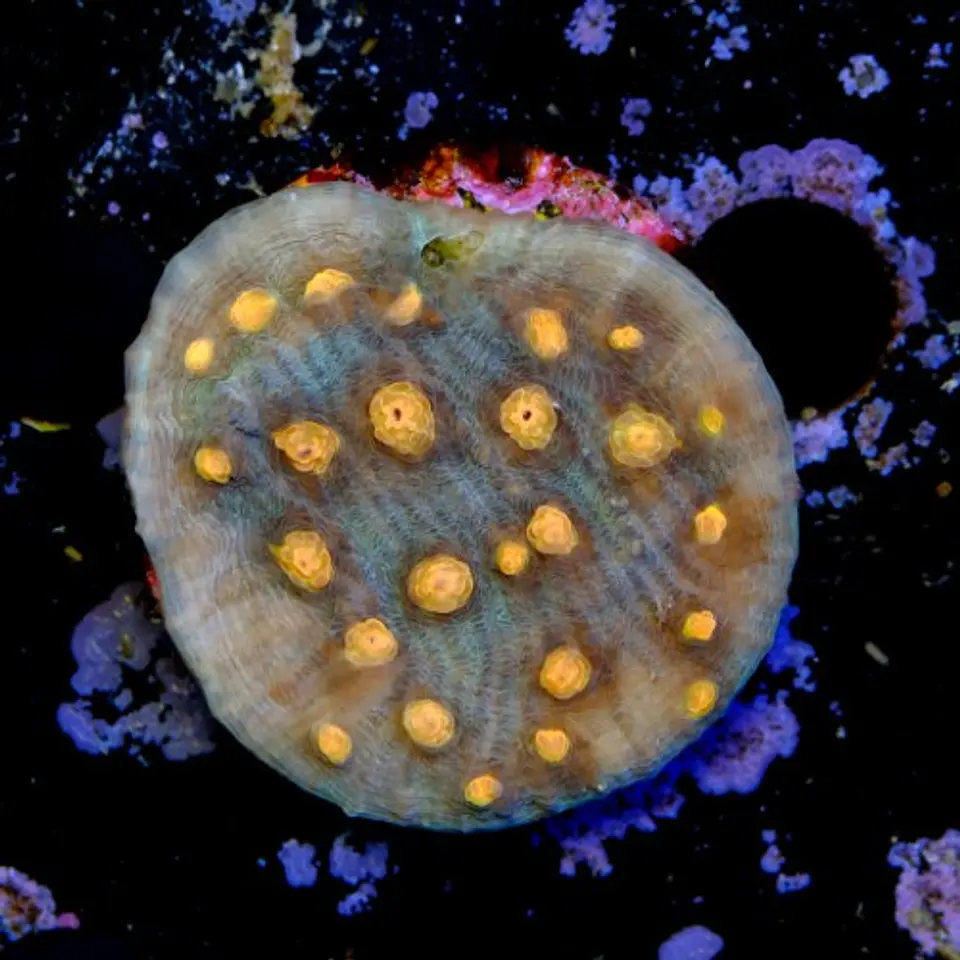 Chalice aussie orange eye 2