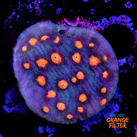 Chalice aussie orange eye