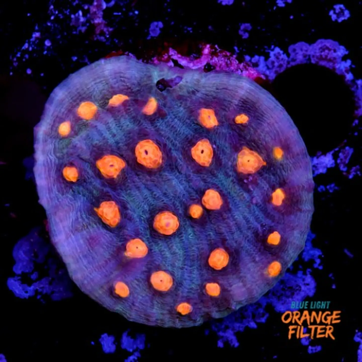 Chalice aussie orange eye 1