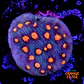 Chalice aussie orange eye - Thumbnail 1
