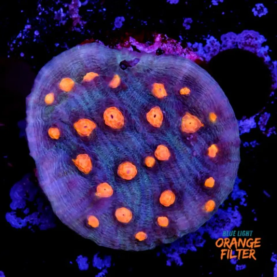 Chalice aussie orange eye 1