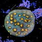 Chalice aussie orange eye - Thumbnail 2