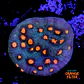 Chalice aussie orange eye - Thumbnail 1