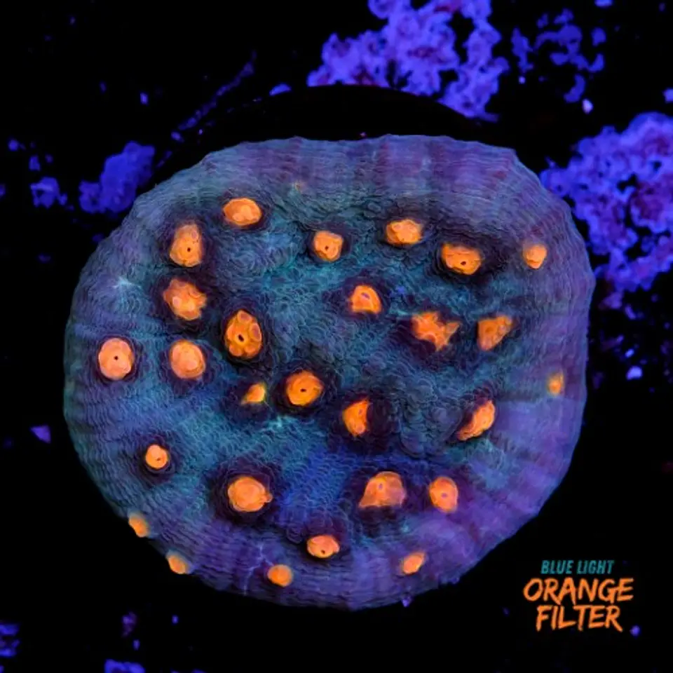 Chalice aussie orange eye 1