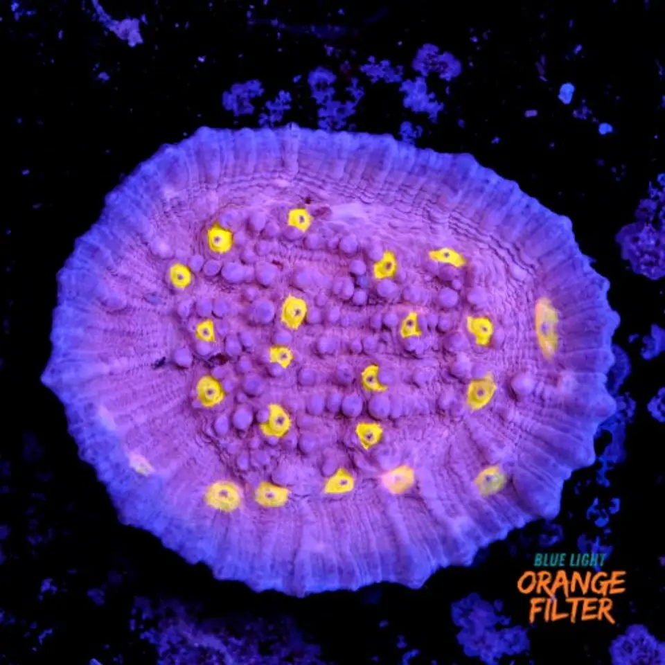 Chalice sp  1