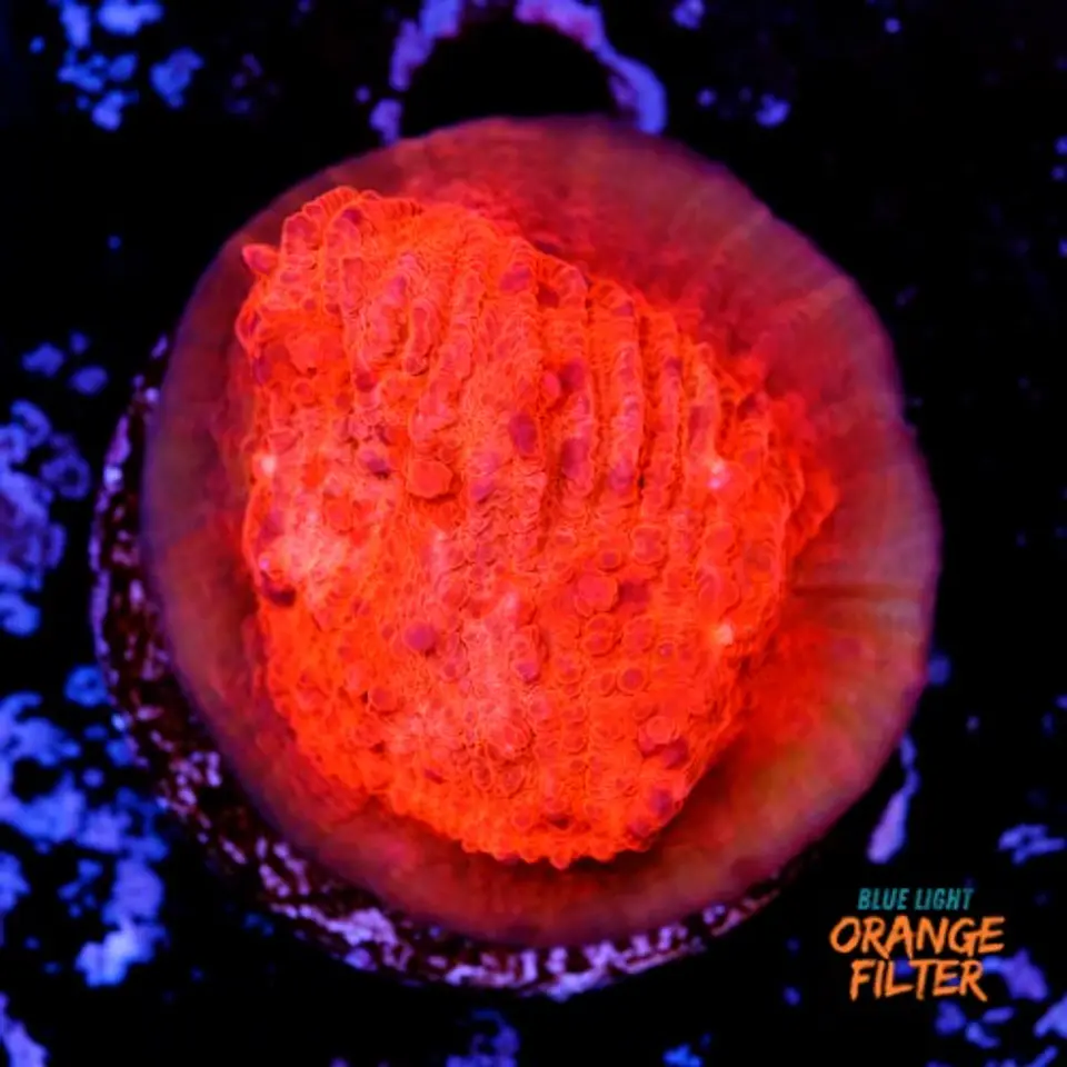Chalice super red  1