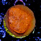 Chalice super red  - Thumbnail 2