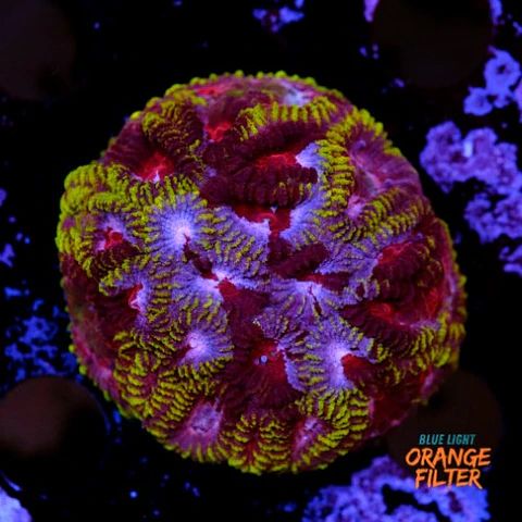 Favia mayan sun 
