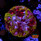 Favia mayan sun  - Thumbnail 1