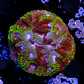 Favia mayan sun  - Thumbnail 2