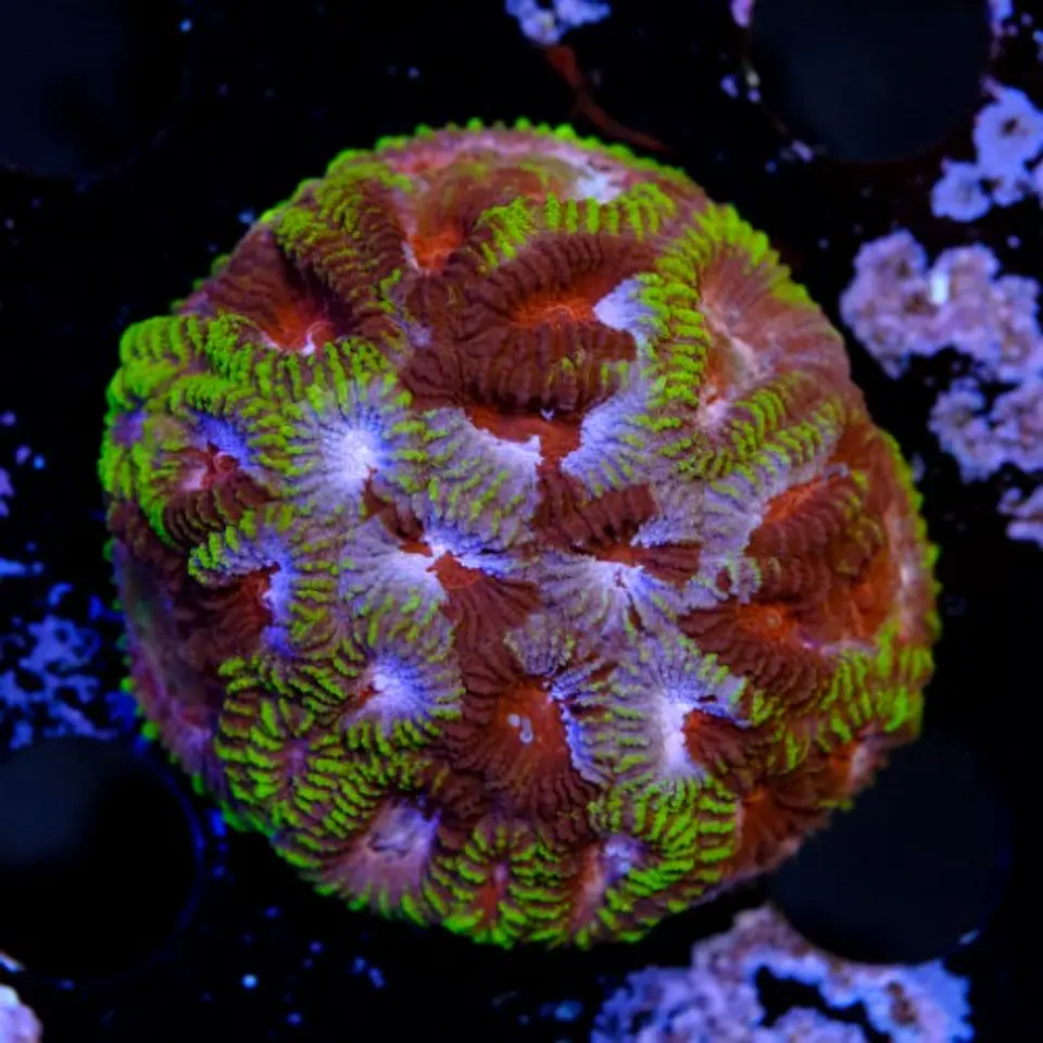 Favia mayan sun  2