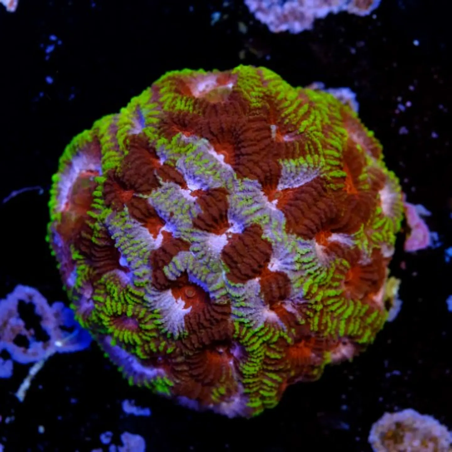 Favia mayan sun  2