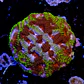 Favia mayan sun  - Thumbnail 2