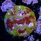 Favia mayan sun  - Thumbnail 2