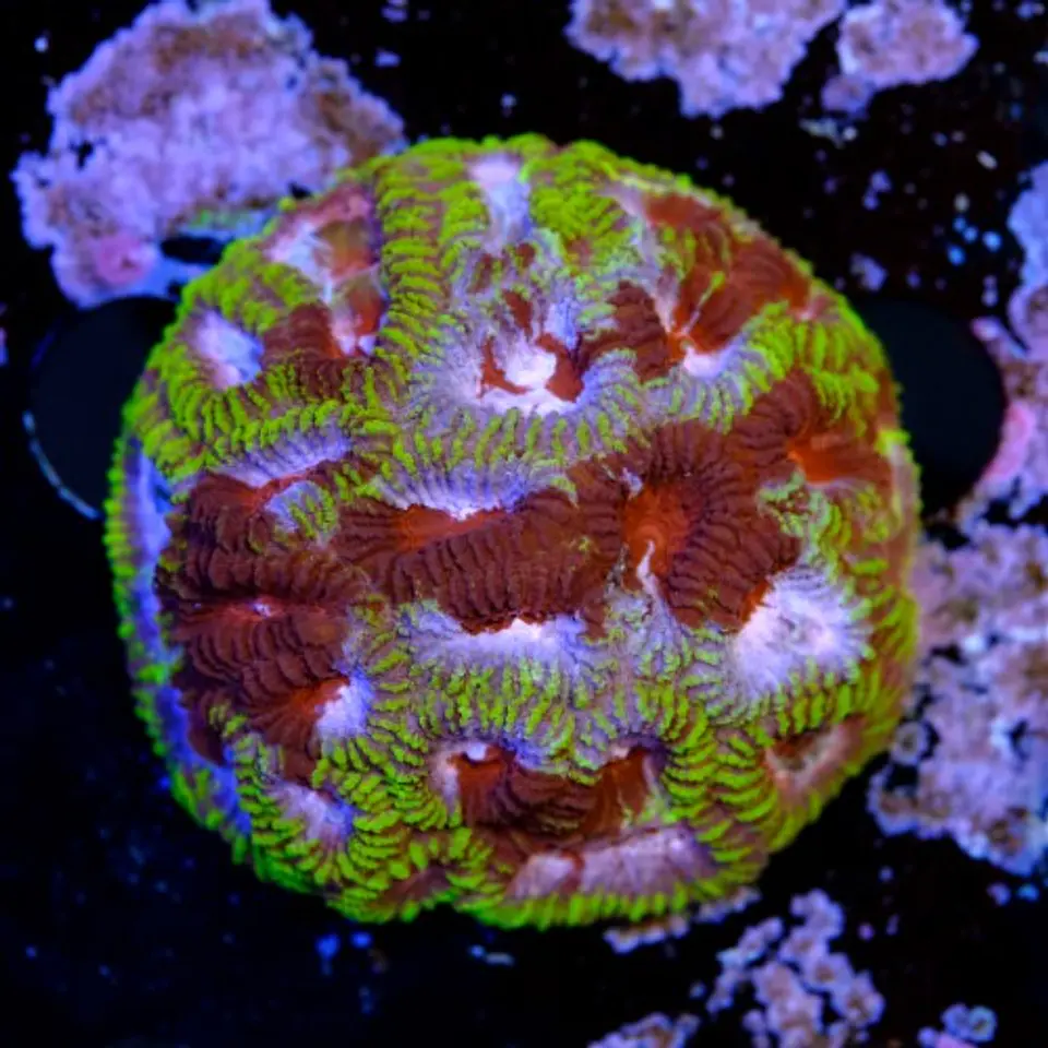 Favia mayan sun  2