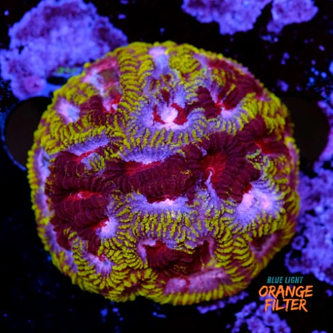 Favia mayan sun 