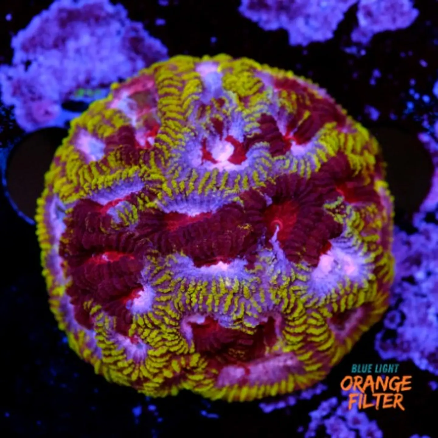 Favia mayan sun  1