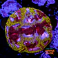 Favia mayan sun  - Thumbnail 1