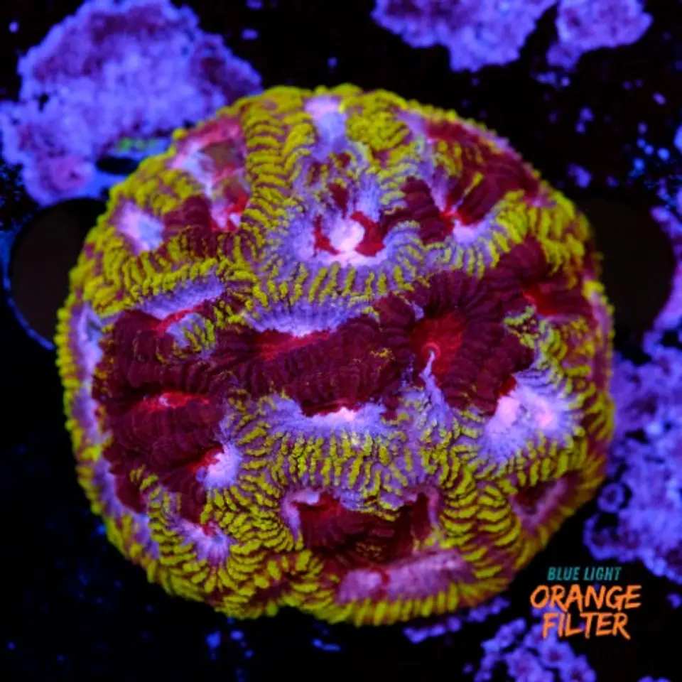 Favia mayan sun  1