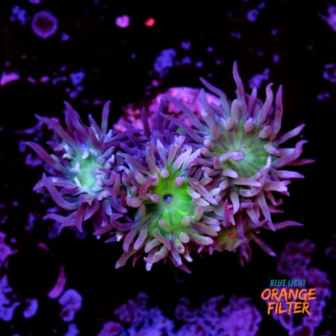 Duncanopsammia auxifuga 