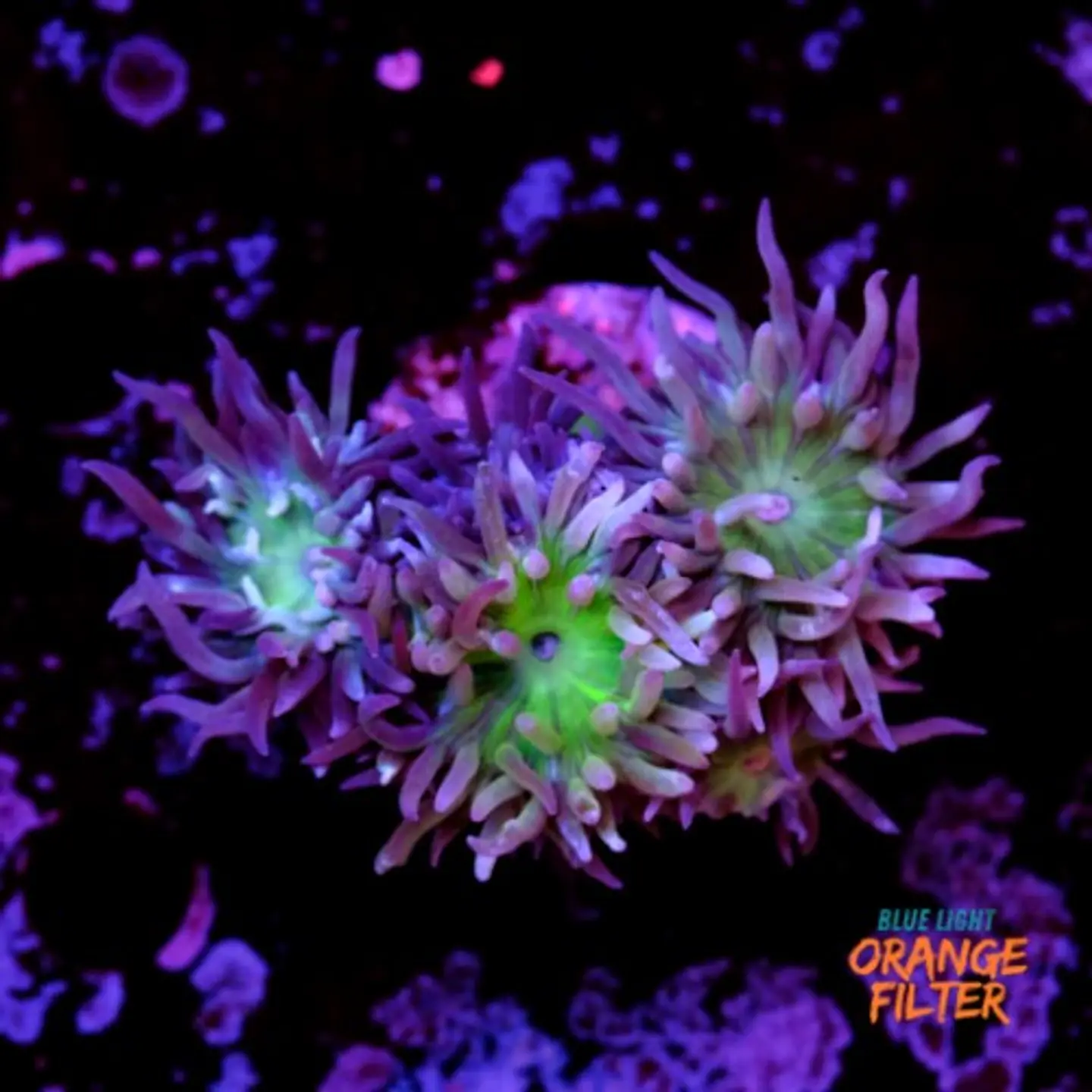 Duncanopsammia auxifuga  1