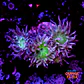 Duncanopsammia auxifuga  - Thumbnail 1