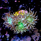 Duncanopsammia auxifuga  - Thumbnail 2