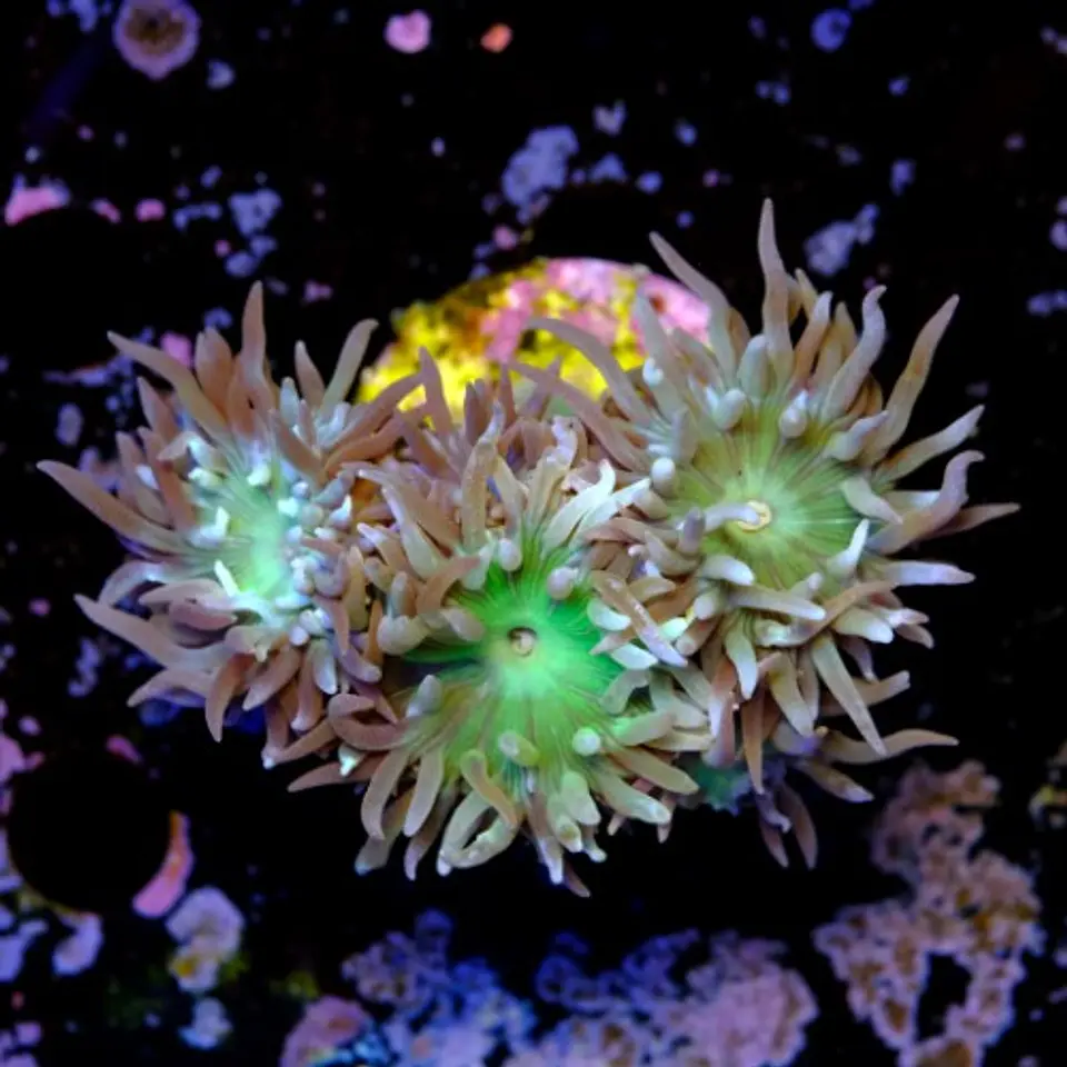Duncanopsammia auxifuga  2