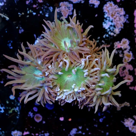 Duncanopsammia auxifuga 