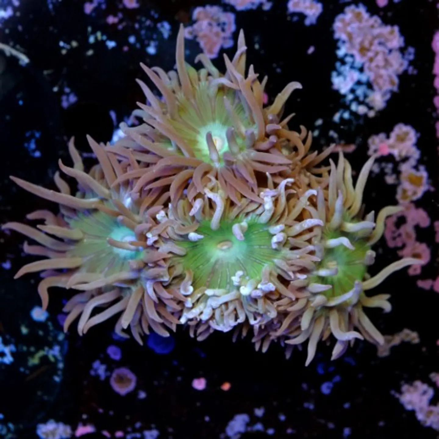Duncanopsammia auxifuga  2