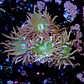 Duncanopsammia auxifuga  - Thumbnail 2