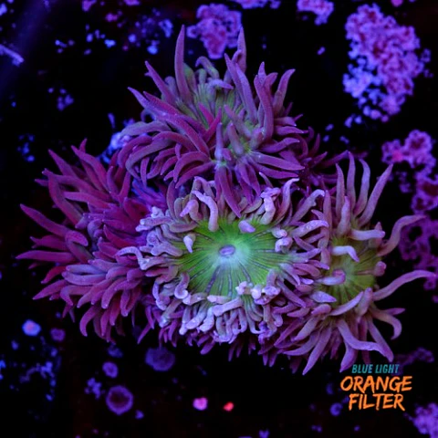 Duncanopsammia auxifuga 