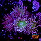 Duncanopsammia auxifuga  - Thumbnail 1