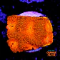 Acanthastrea echinata ultra red  - Thumbnail 1