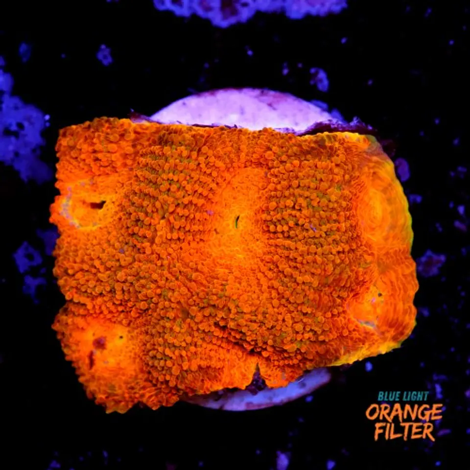 Acanthastrea echinata ultra red  1